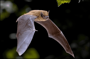 The bat friendly breather membrane.